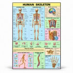 Human Skeleton Chart